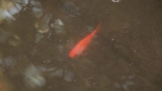 Film still of the film Linceul, directed by Selim Mourad, Visions du Réel 2019