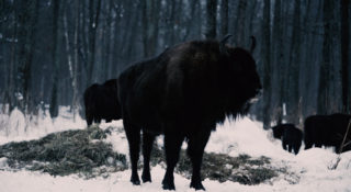 Invisible Paradise, Visions du Réel 2020