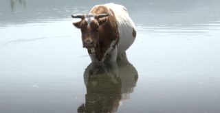 Carte Blanche de Stefan Pavlović – Looking for Horses – Visions du Réel 2021