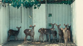 Film still of the film The Stag, directed by Chu An, Visions du Réel 2024