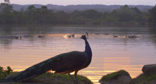 Film still of the film About Happy Hippos and Sad Peacocks, directed by Johannes Förster, Elkin Calderón Guevara, Visions du Réel 2024